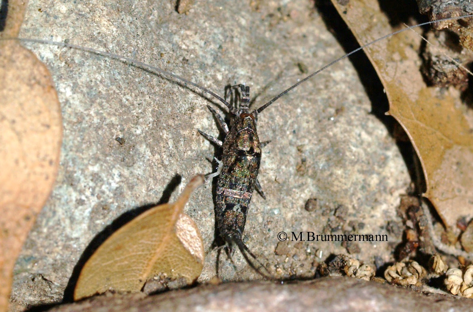 Arizona Beetles, Bugs, Birds and more Jumping Bugs